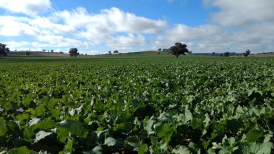 Glencore Aggregation NSW