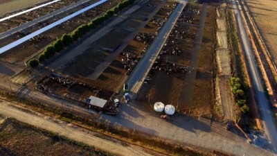 Haino Park & Feedlot NSW