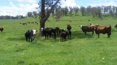 Mt Slow Station & Beardy View NSW
