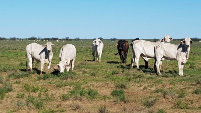 Ardbrin QLD