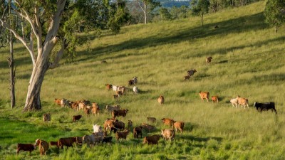 Galloway Downs QLD