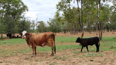 Killarney QLD