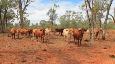 Maryvale QLD