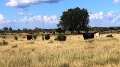 Mt Maria/Dulbydilla Aggregation QLD