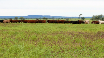 Tarbarah QLD