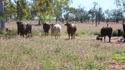 Strathavon QLD