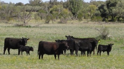 Buckanbe NSW