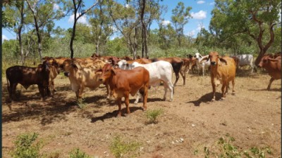King River Station NT
