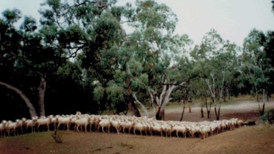Belarbone NSW