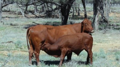 Fairlea QLD
