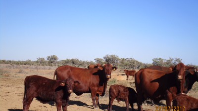 Garches QLD
