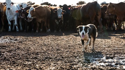 Gunee Station & Feedlot NSW