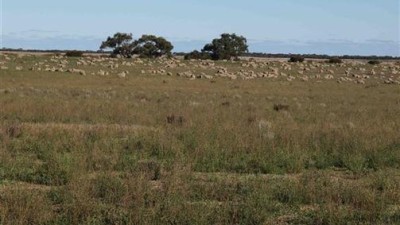 Telopea Downs VIC