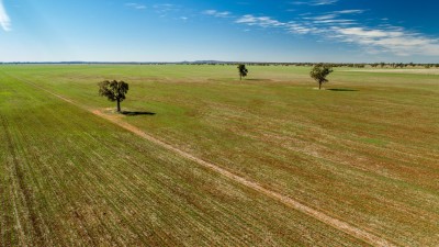 Lake Midgeon Aggregation NSW