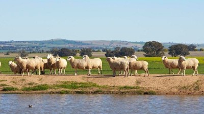 Pleasant View NSW