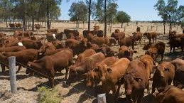 Pony Plains QLD