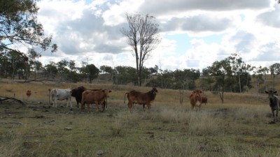 Boynedale & Toondahra QLD