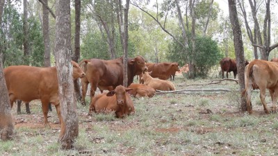 The Homestead QLD