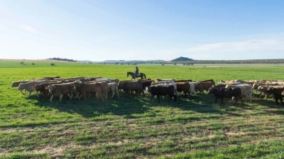 Gunyerwarildi Feedlot NSW