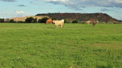 Suvla QLD