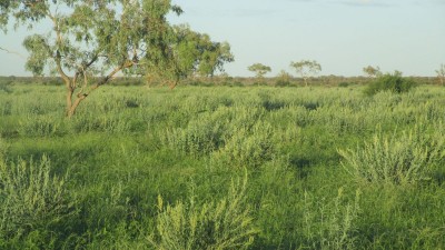 Tonkoro QLD