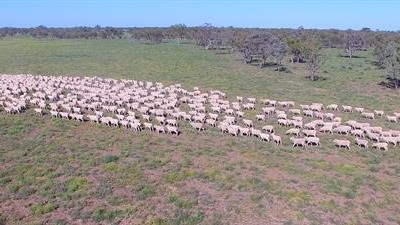 Trewilga & Punches Plain NSW