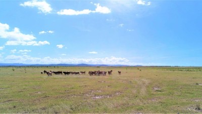 Bar Plains QLD