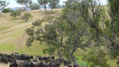 Makiwa NSW