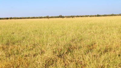 Thordale QLD