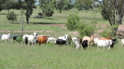 Wilga Vale QLD