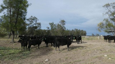 Tenomby QLD