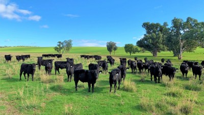 Wirralie NSW