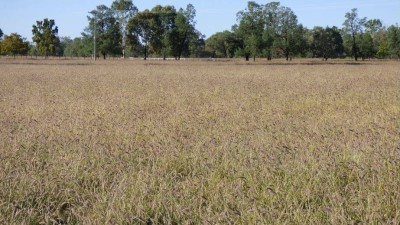 Gowrie QLD