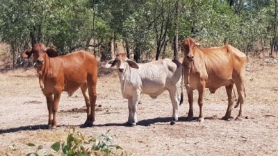 Kutchera QLD