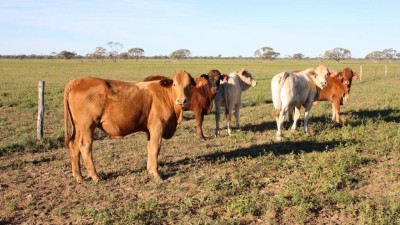 Melrose QLD