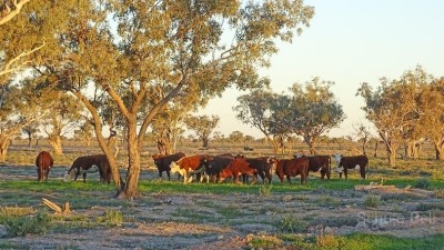 West Mooculta NSW