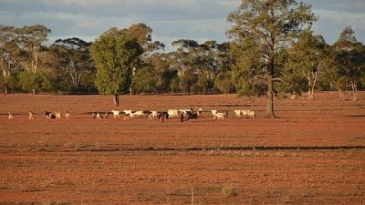Yimkin NSW