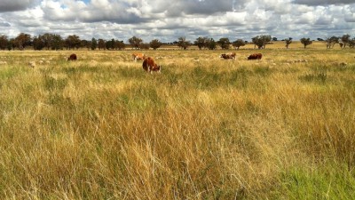Gilgai Farms NSW
