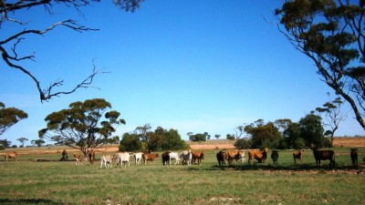 Balladonia Aggregation WA