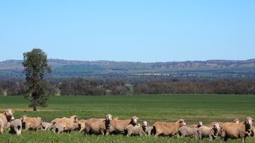 Coreena East NSW