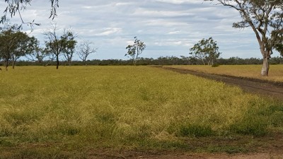 Gladys Downs QLD