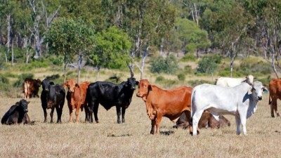 Karamarra QLD