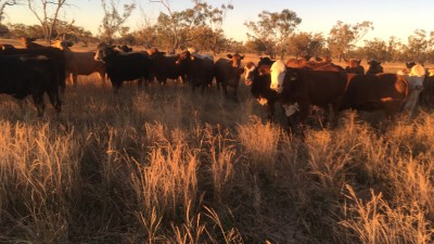 Autumnvale QLD