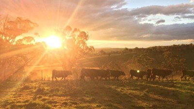 Boree NSW