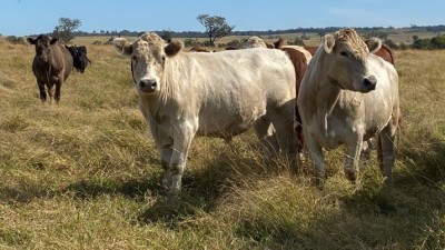 Summerhill Aggregation NSW