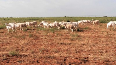 Texas Downs QLD