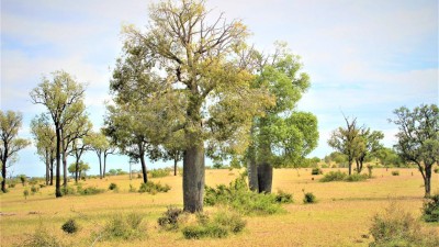 Croydon QLD