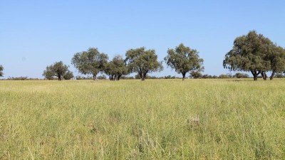 Terrick Terrick Station QLD