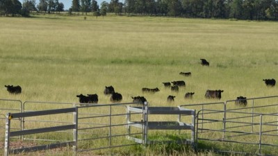 Mundibulanga Aggregation QLD