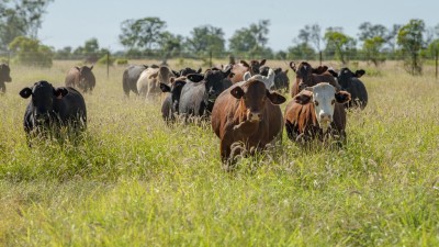 Boondarra QLD